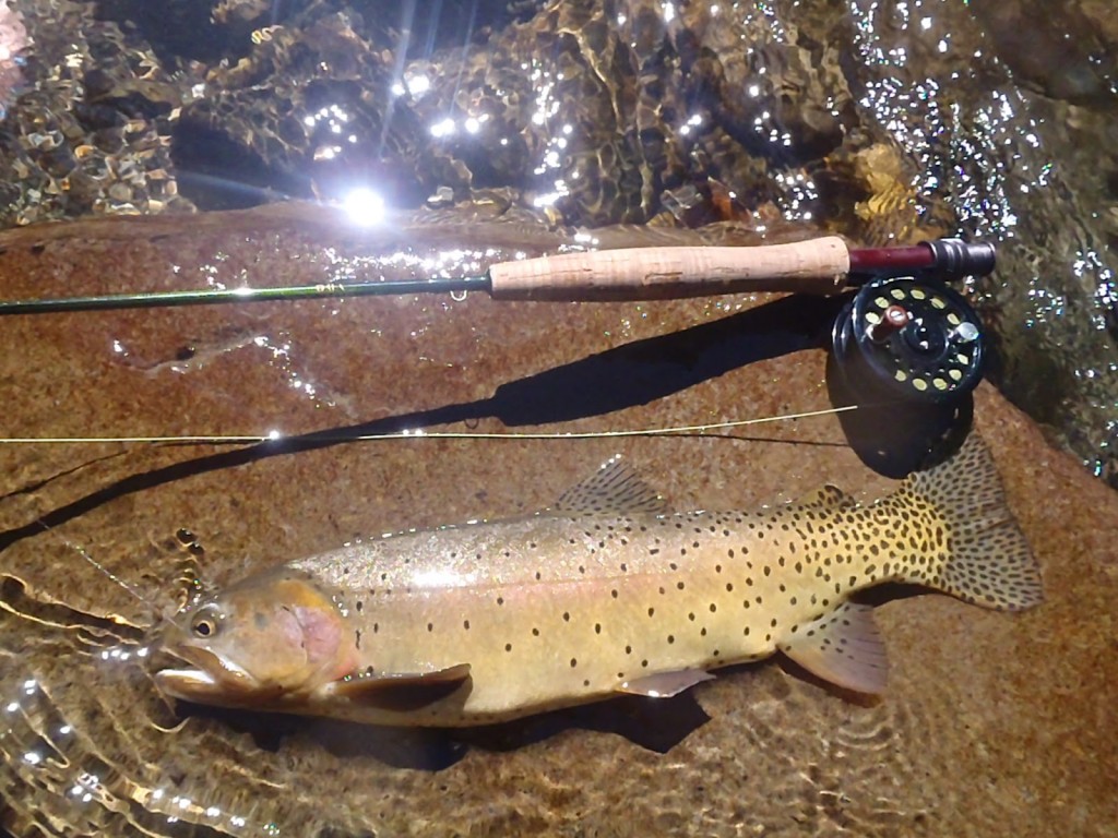 san juan river trout
